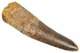 Fossil Spinosaurus Tooth - Real Dinosaur Tooth #348661-1